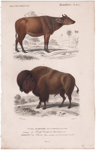 Buffalo, Bison